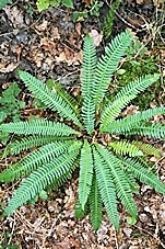 blechnum_epi.JPG