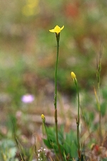 cicendie_filiforme.JPG