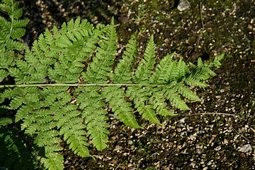 dryopteris_dilatata.JPG