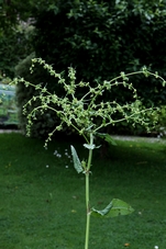 rumex.JPG